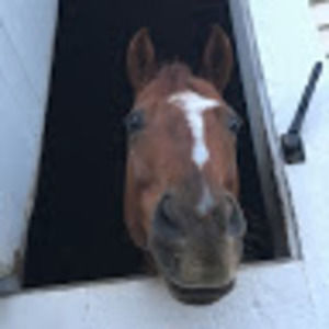 Meet your Posher, Nora